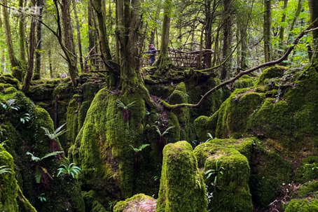 Puzzlewood &ndash; egy fantasy erdő a val&oacute; vil&aacute;gban